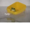 Frogs_Toads 17