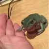 Frogs_Toads 18