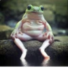 Frogs_Toads 23