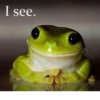 Frogs_Toads 24