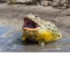 Frogs_Toads 25