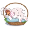 Easter Bear 25