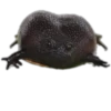 Frogs_Toads 27