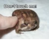 Frogs_Toads 28