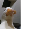 Ducks and Geese 6