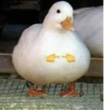 Ducks and Geese 8