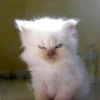 Ebanistika_mood 6