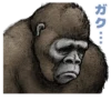 Gorilla Gorilla 5
