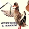 Ducks and Geese 9