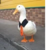 Ducks and Geese 11