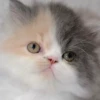 Ebanistika_mood 7