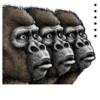 Gorilla Gorilla 7