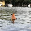 Ducks and Geese 14