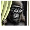 Gorilla Gorilla 10