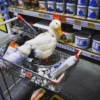 Ducks and Geese 17
