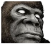 Gorilla Gorilla 11