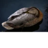 Ducks and Geese 18