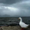 Ducks and Geese 19