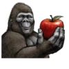 Gorilla Gorilla 14