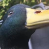 Ducks and Geese 22