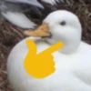 Ducks and Geese 23