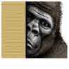 Gorilla Gorilla 18