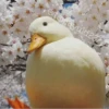 Ducks and Geese 25