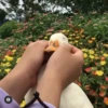 Ducks and Geese 28