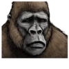 Gorilla Gorilla 23