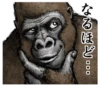 Gorilla Gorilla 24