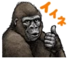 Gorilla Gorilla 27