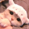 𖦹࣪ ˖  cutie kittens  、@stickernct 🍥 ও 8