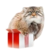 Everyday Manul @animalplantspb 7