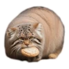 Everyday Manul @animalplantspb 8