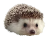 NKIARGPMDN_by_stikers_du_ark_bot 13
