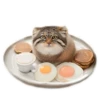 Everyday Manul @animalplantspb 9