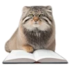 Everyday Manul @animalplantspb 13