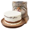 Everyday Manul @animalplantspb 14