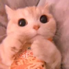 𖦹࣪ ˖  cutie kittens  、@stickernct 🍥 ও 11