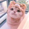 𖦹࣪ ˖  cutie kittens  、@stickernct 🍥 ও 18