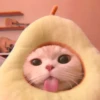 𖦹࣪ ˖  cutie kittens  、@stickernct 🍥 ও 19