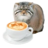 Everyday Manul @animalplantspb 17