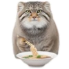 Everyday Manul @animalplantspb 18