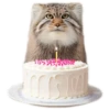 Everyday Manul @animalplantspb 22