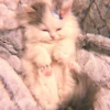 𖦹࣪ ˖  cutie kittens  、@stickernct 🍥 ও 22