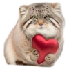 Everyday Manul @animalplantspb 25