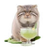 Everyday Manul @animalplantspb 26