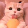𖦹࣪ ˖  cutie kittens  、@stickernct 🍥 ও 26