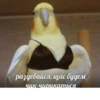 Memes_lol 23