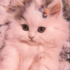 𖦹࣪ ˖  cutie kittens  、@stickernct 🍥 ও 27